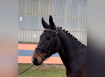 German Sport Horse, Gelding, 4 years, 16 hh, Brown