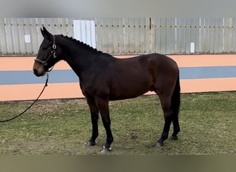 German Sport Horse, Gelding, 4 years, 16 hh, Brown