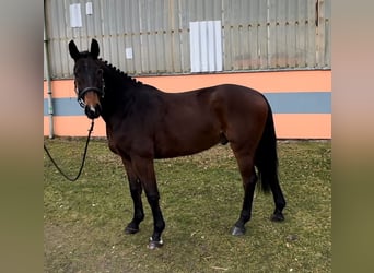 German Sport Horse, Gelding, 4 years, 16 hh, Brown