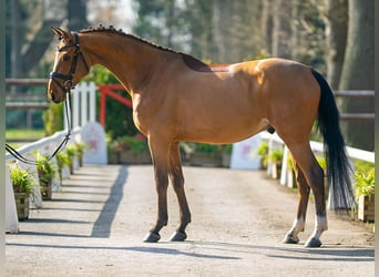 German Sport Horse, Gelding, 4 years, 16 hh, Brown