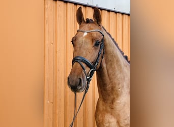 German Sport Horse, Gelding, 4 years, 16 hh, Chestnut-Red
