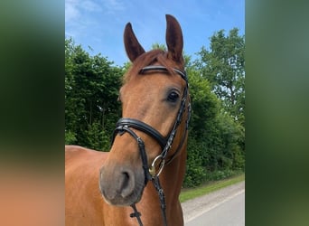 German Sport Horse, Gelding, 4 years, 16 hh, Chestnut-Red