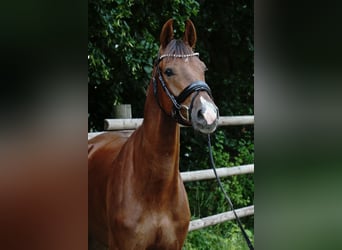 German Sport Horse, Gelding, 4 years, 16 hh, Chestnut
