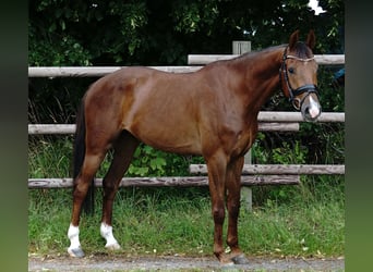 German Sport Horse, Gelding, 4 years, 16 hh, Chestnut