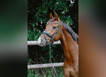 German Sport Horse, Gelding, 4 years, 16 hh, Chestnut