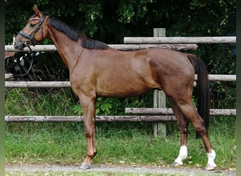 German Sport Horse, Gelding, 4 years, 16 hh, Chestnut