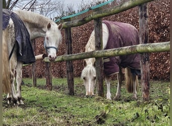 German Sport Horse, Gelding, 4 years, 16 hh, Cremello
