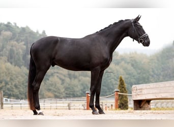 German Sport Horse, Gelding, 4 years, 16 hh