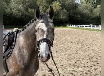 German Sport Horse, Gelding, 4 years, 16 hh, Grey