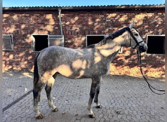 German Sport Horse, Gelding, 4 years, 16 hh, Grey