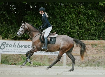 German Sport Horse, Gelding, 4 years, 16 hh, Grey