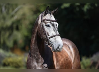 German Sport Horse, Gelding, 4 years, 16 hh, Grey