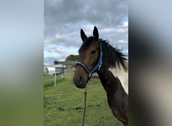 German Sport Horse Mix, Gelding, 4 years, 16 hh, Pinto