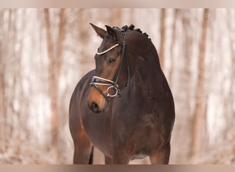 German Sport Horse, Gelding, 4 years, 16 hh, Smoky-Black