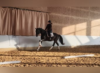 German Sport Horse, Gelding, 4 years, 16,1 hh, Bay-Dark