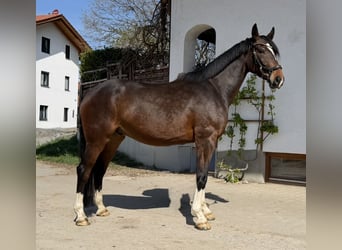 German Sport Horse, Gelding, 4 years, 16,1 hh, Bay-Dark