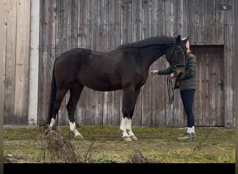 German Sport Horse, Gelding, 4 years, 16,1 hh, Bay-Dark