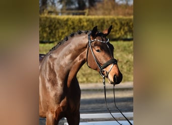 German Sport Horse, Gelding, 4 years, 16,1 hh, Bay-Dark