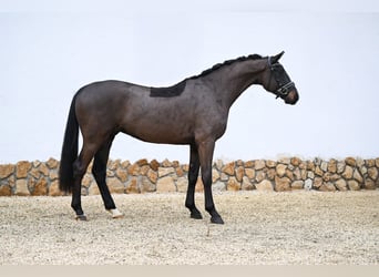 German Sport Horse, Gelding, 4 years, 16,1 hh, Bay-Dark