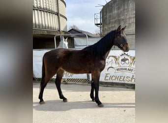 German Sport Horse, Gelding, 4 years, 16,1 hh, Bay-Dark