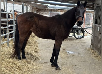 German Sport Horse, Gelding, 4 years, 16,1 hh, Bay-Dark