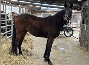 German Sport Horse, Gelding, 4 years, 16,1 hh, Bay-Dark