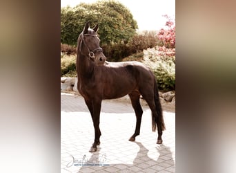 German Sport Horse, Gelding, 4 years, 16,1 hh, Black