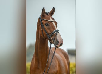 German Sport Horse, Gelding, 4 years, 16,1 hh, Brown