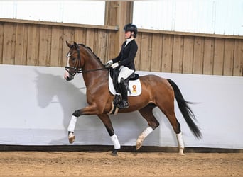 German Sport Horse, Gelding, 4 years, 16,1 hh, Brown