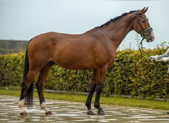 German Sport Horse, Gelding, 4 years, 16,1 hh, Brown