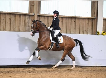 German Sport Horse, Gelding, 4 years, 16,1 hh, Brown