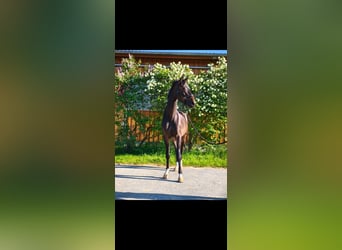 German Sport Horse, Gelding, 4 years, 16,1 hh, Brown