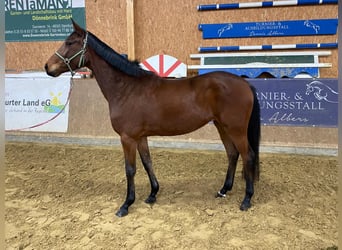 German Sport Horse, Gelding, 4 years, 16,1 hh, Brown