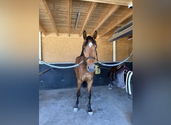 German Sport Horse, Gelding, 4 years, 16,1 hh, Brown
