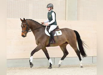 German Sport Horse, Gelding, 4 years, 16,1 hh, Brown