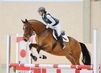 German Sport Horse, Gelding, 4 years, 16,1 hh, Brown