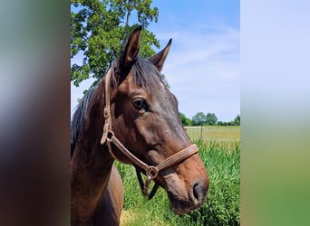 German Sport Horse, Gelding, 4 years, 16,1 hh, Brown