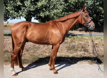 German Sport Horse, Gelding, 4 years, 16,1 hh, Chestnut-Red