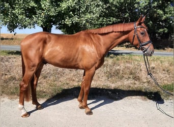 German Sport Horse, Gelding, 4 years, 16,1 hh, Chestnut-Red