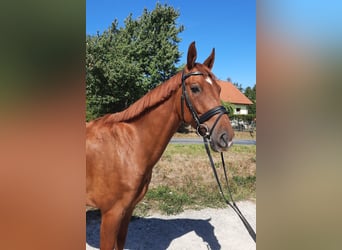 German Sport Horse, Gelding, 4 years, 16,1 hh, Chestnut-Red