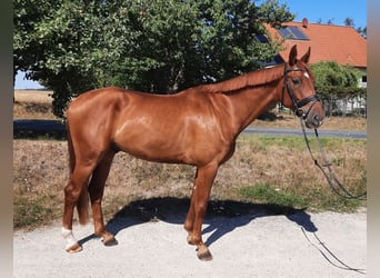 German Sport Horse, Gelding, 4 years, 16,1 hh, Chestnut-Red