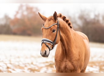 German Sport Horse, Gelding, 4 years, 16,1 hh, Chestnut-Red