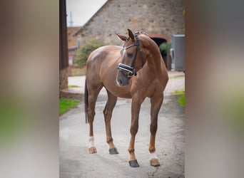German Sport Horse, Gelding, 4 years, 16,1 hh, Chestnut-Red