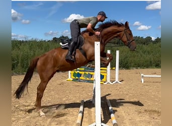 German Sport Horse, Gelding, 4 years, 16,1 hh, Chestnut-Red