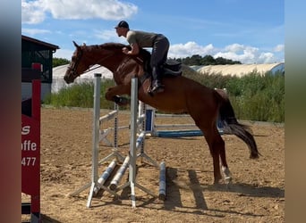 German Sport Horse, Gelding, 4 years, 16,1 hh, Chestnut-Red