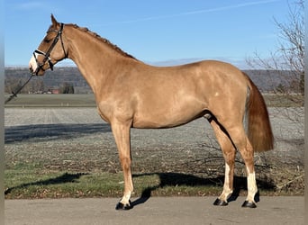 German Sport Horse, Gelding, 4 years, 16,1 hh, Chestnut-Red