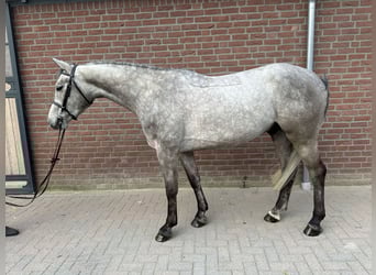German Sport Horse, Gelding, 4 years, 16,1 hh, Grey