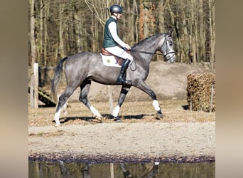 German Sport Horse, Gelding, 4 years, 16,1 hh, Grey