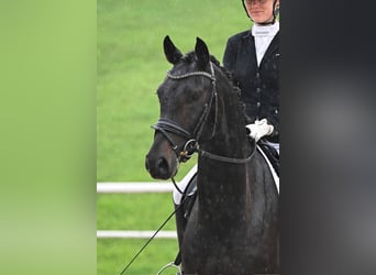 German Sport Horse, Gelding, 4 years, 16,1 hh, Smoky-Black