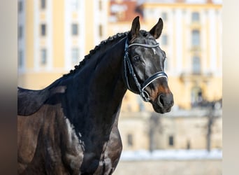 German Sport Horse, Gelding, 4 years, 16,2 hh, Bay-Dark
